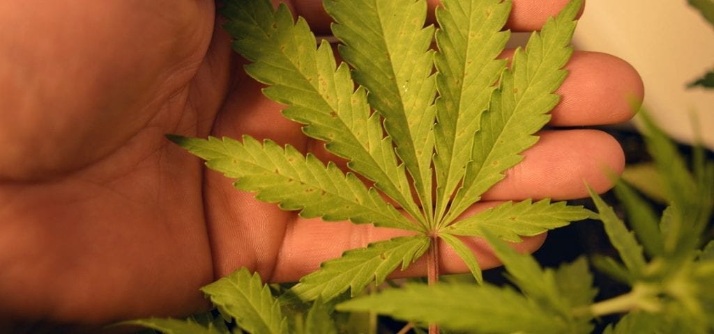 Someone cradles a loose cannabis leaf in the palm of their hand.
