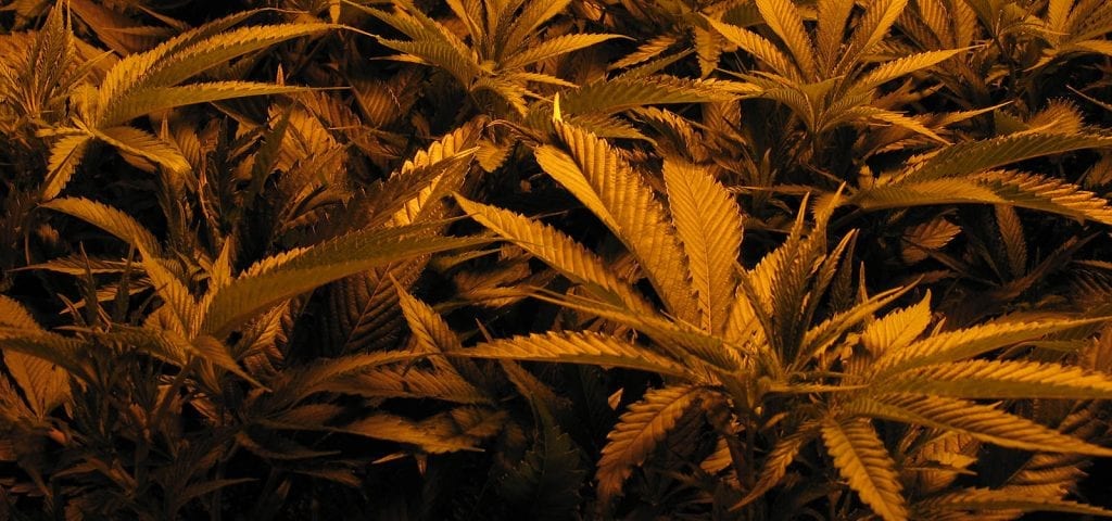 Under the orange glow of an indoor cannabis grow house.