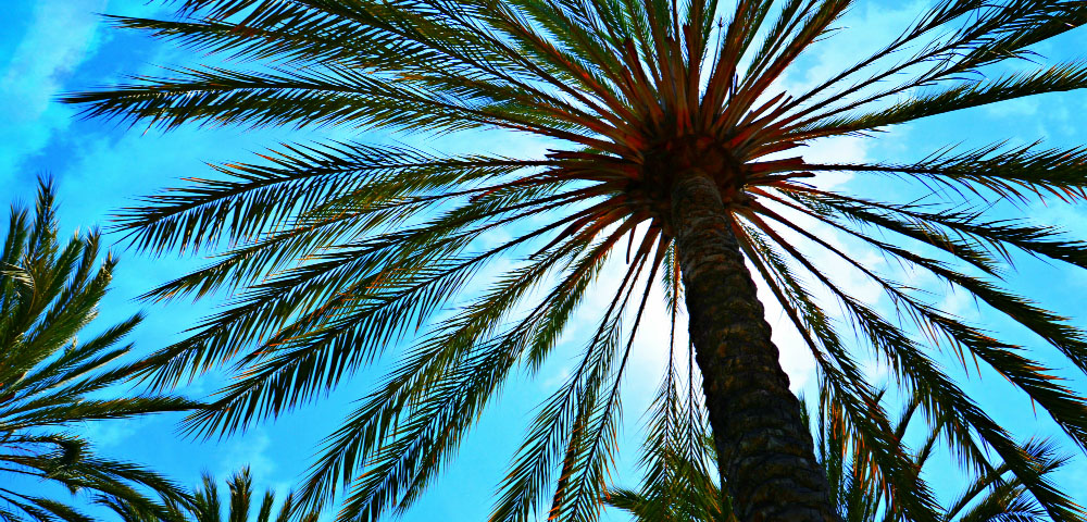 Under San Diego palm trees on a sunny day.