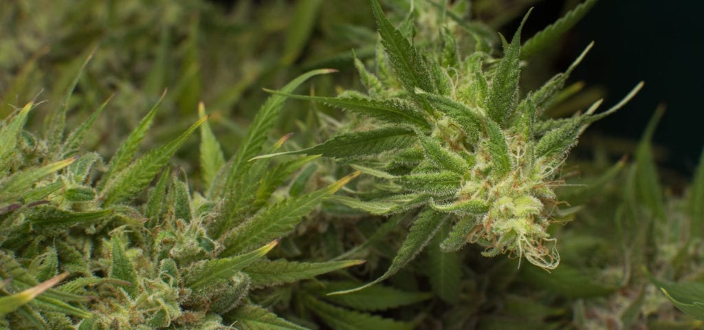 Two cannabis colas about to be harvested inside a Washington cultivation site.