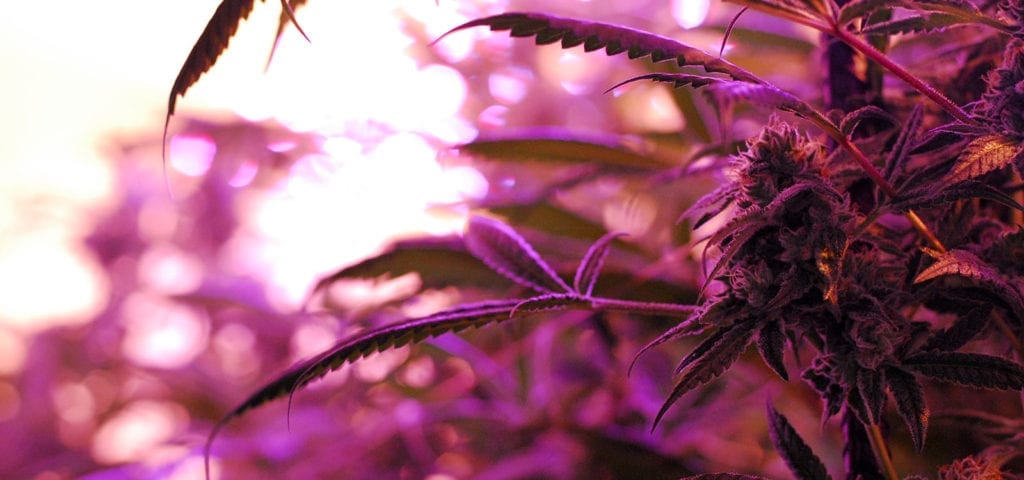 The purple glow of LED lights inside of a licensed Washington cannabis cultivation site.