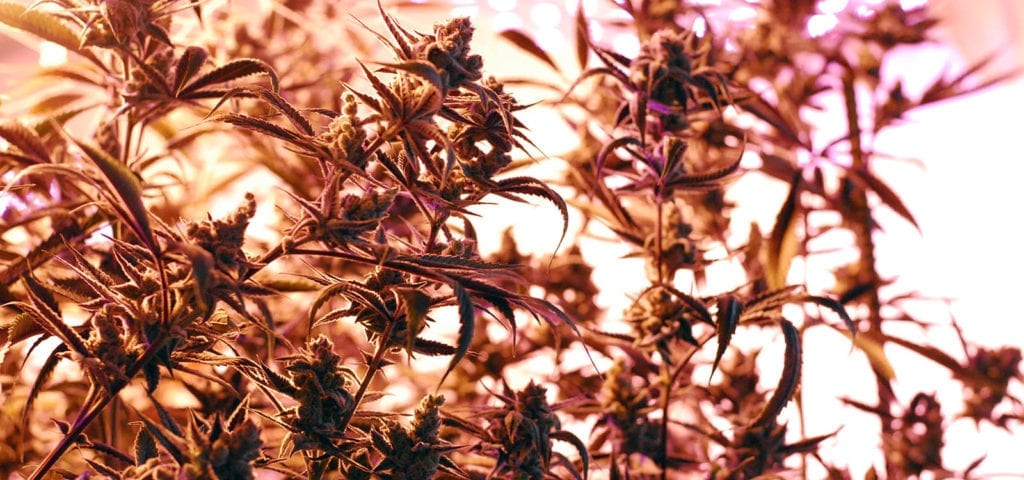 Indoor cannabis plants grown commercially under a Washington I-502 cultivation license.