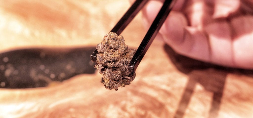 A cannabis worker in Oregon previewing a nug before selling it.