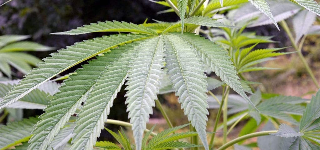 A wide fan leaf from a mature hemp plant.