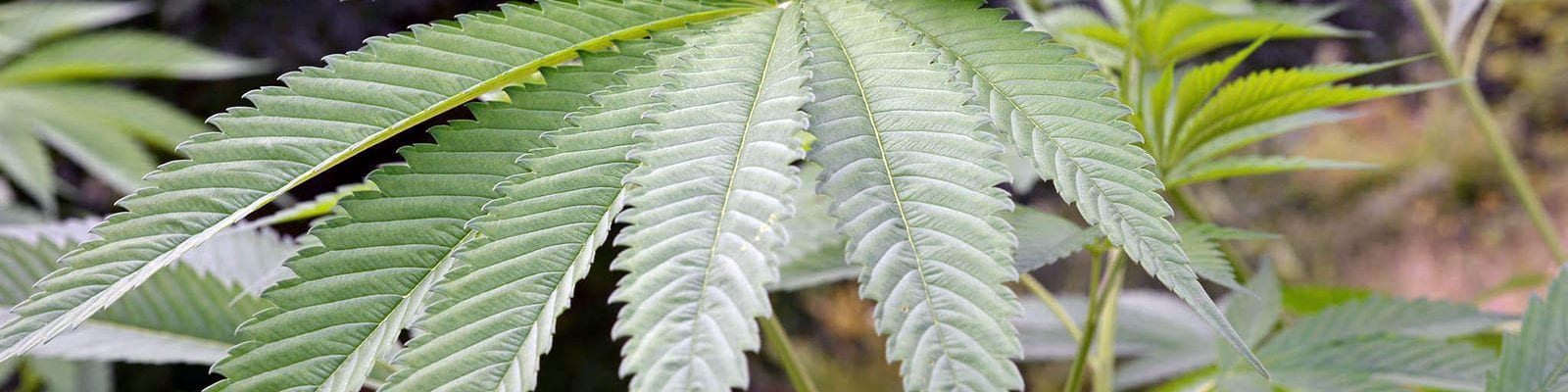 A wide fan leaf from a mature hemp plant.