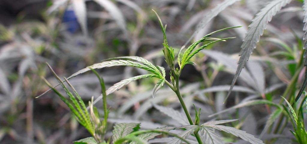 Young cannabis clones growing under the grow lights in a WA cultivation site.