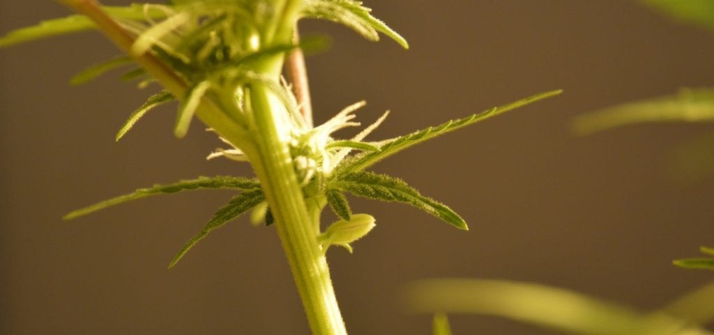 A young cannabis plant in part of someone's personal homegrow operation.