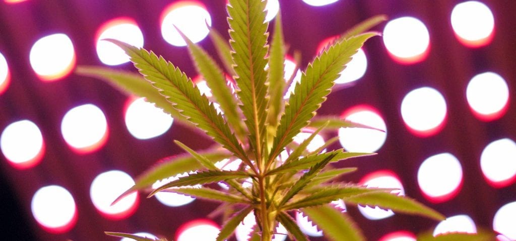 Cannabis leaves pictured inside of a commercial grow operation.