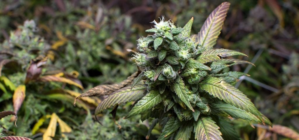 A large cannabis cola inside of a licensed grow facility.