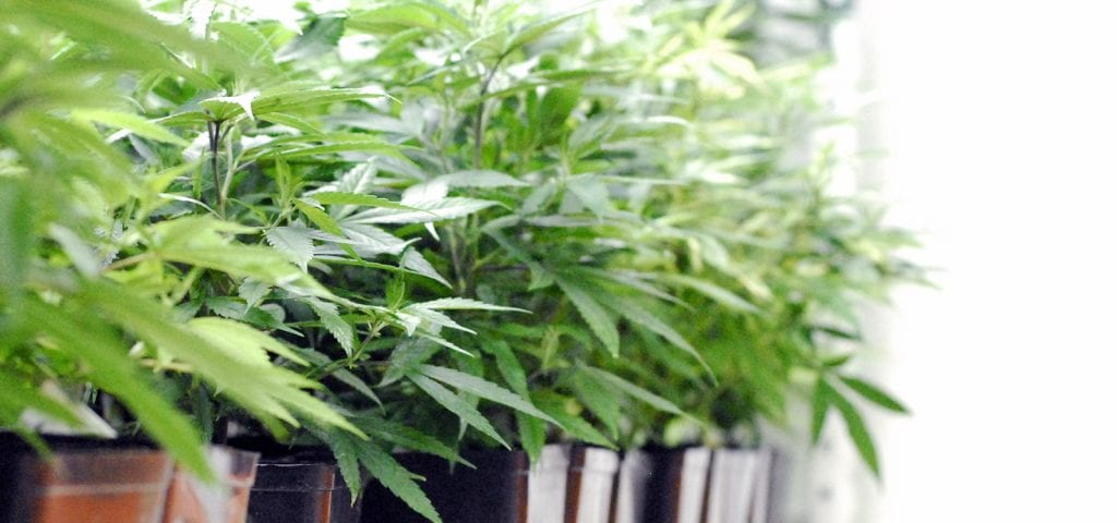 A batch of cannabis clones in a row on a shelf inside of a Washington state cultivation facility.