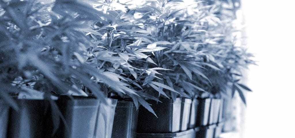 A line of cannabis clones inside of a licensed grow op in Bellingham, Washington.