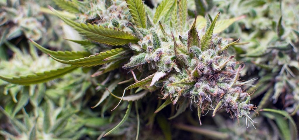 A long, crystal-covered cannabis cola pictured inside of a Washington state grow operation.