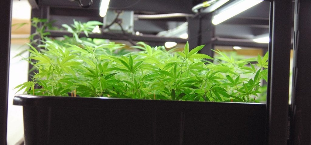 A container of adult use cannabis clones pictured in Washington state.