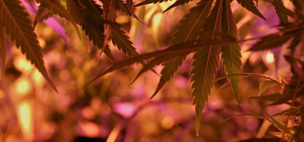 Behind the leaves of an indoor cannabis plant in a commercial grow room.