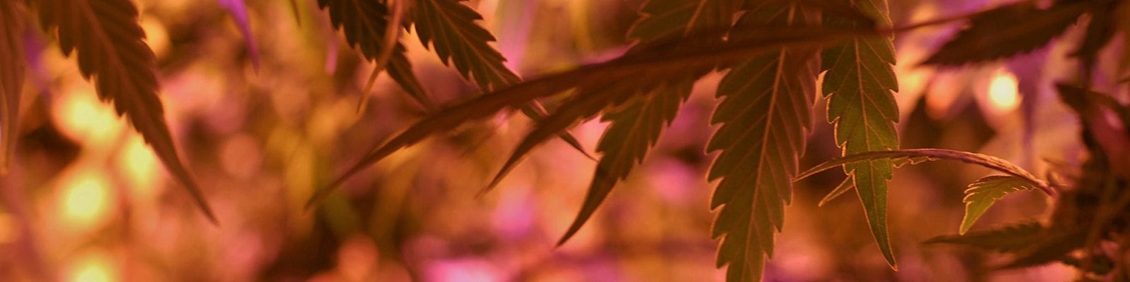 Behind the leaves of an indoor cannabis plant in a commercial grow room.