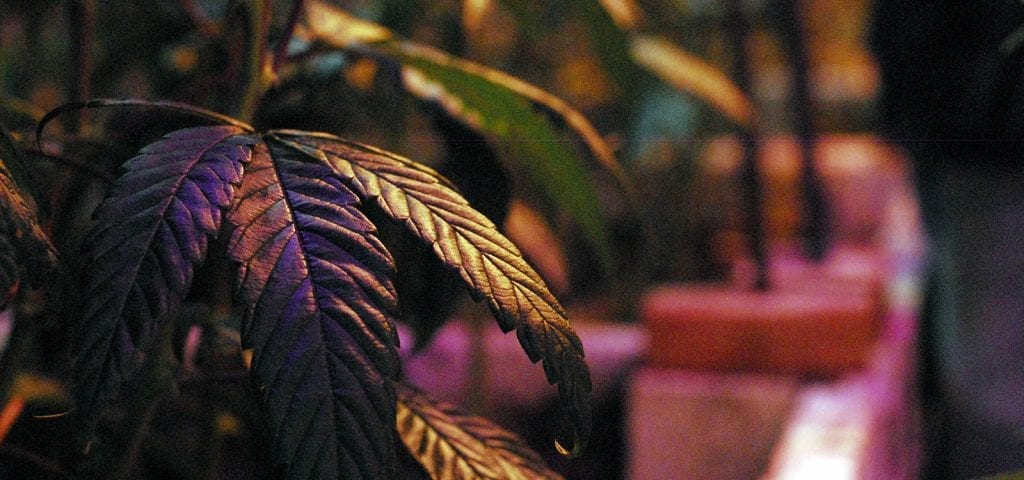 Inside of a cannabis cultivation site in Washington state.