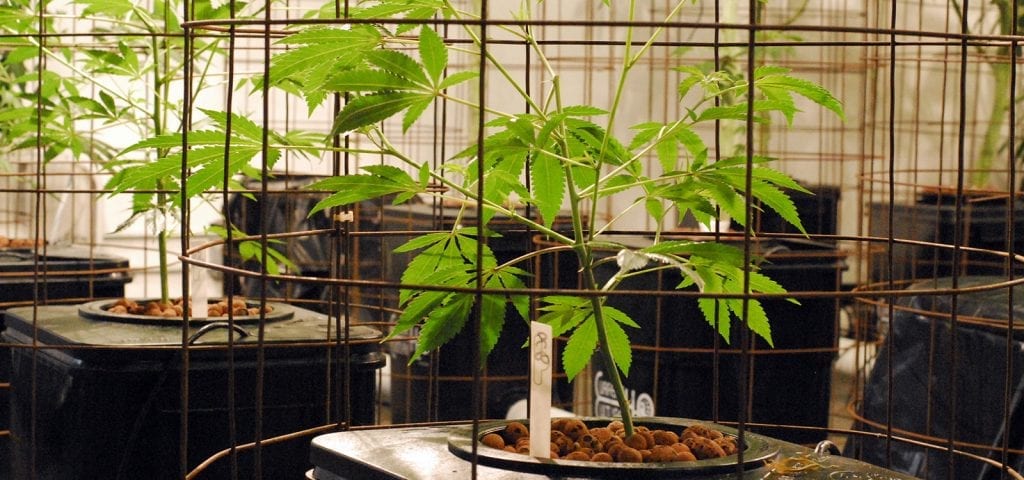 Young cannabis plants being raised inside of grow cages in a licensed Washington grow op.