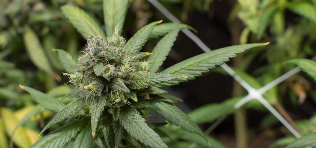 Matured cannabis plants inside of an indoor grow operation in Washington state.