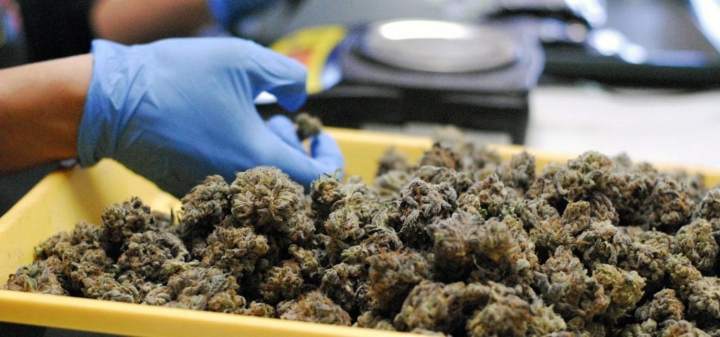 A cannabis worker inspects trimmed nugs before they are packaged and sent to market.