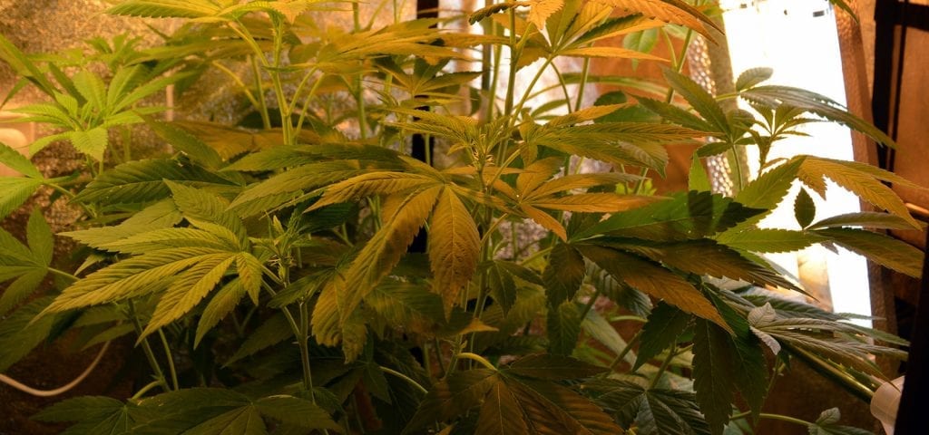 Indoor cannabis grow under California's medical cannabis regime.