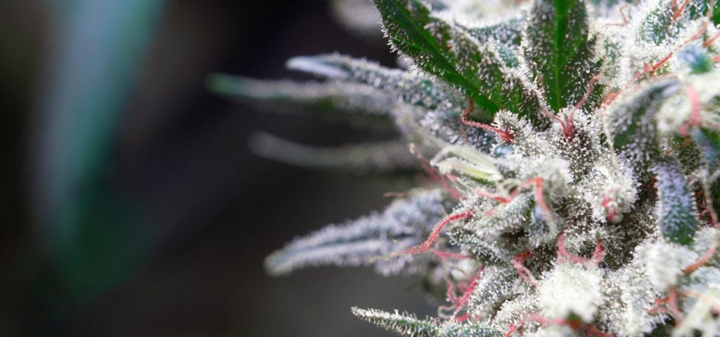 A close-up shot of a cannabis plant grown under Washington's I-502 market regulations.