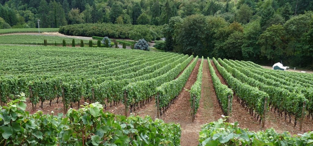 A picture of the Archery Summit Vineyard in Oregon.