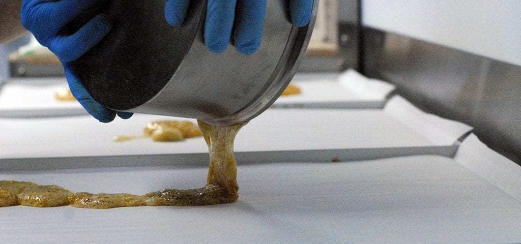 A cannabis processor pours cannabis oil out onto wax paper to dry.