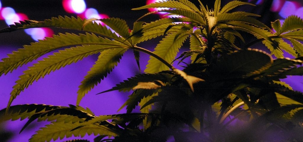 Indoor cannabis plants inside of a commercial grow op in Washington state.