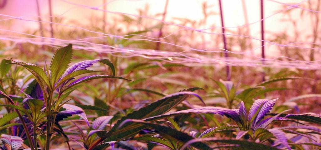 The purples and greens of an indoor, professional cannabis grow operation.