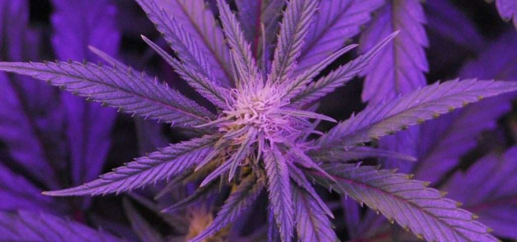 A cannabis plant under the purple glow of LED grow lights.