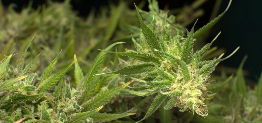 Two crystal-coated cannabis colas inside of a licensed cultivation center.