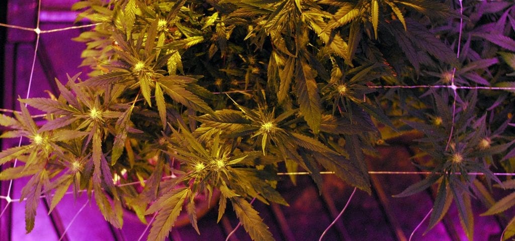 A clump of cannabis plants inside of a licensed grow room in Washington.
