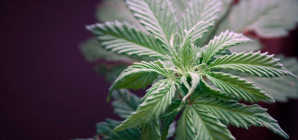 A budding, young cannabis plant in someone's indoor grow operation.