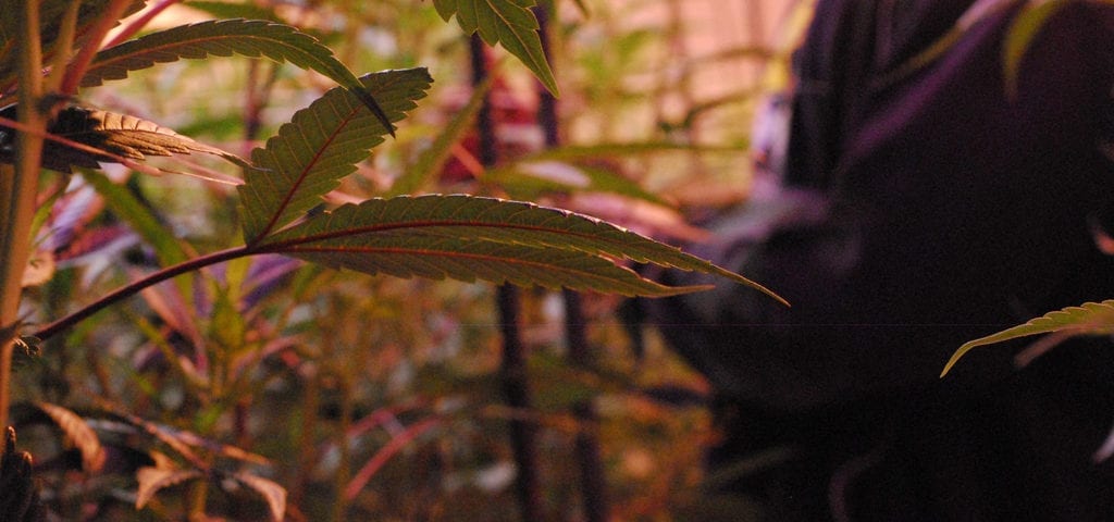 A cannabis worker inspecting plants inside of an indoor grow operation in Washington state.