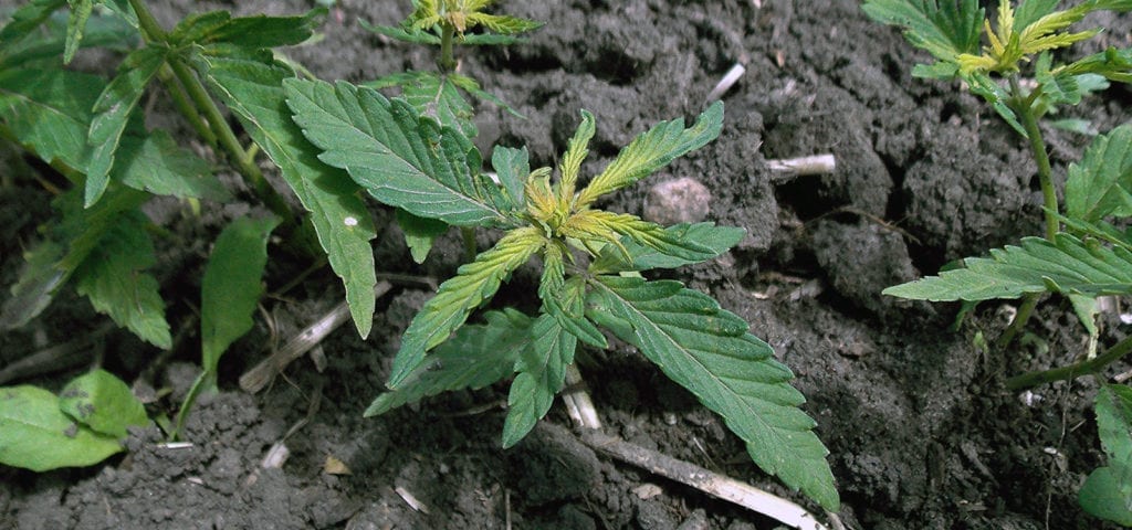 A small hemp plant that only recently sprouted from the soil.