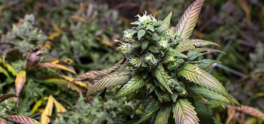 An indoor commercial cannabis cultivation site in Washington state.