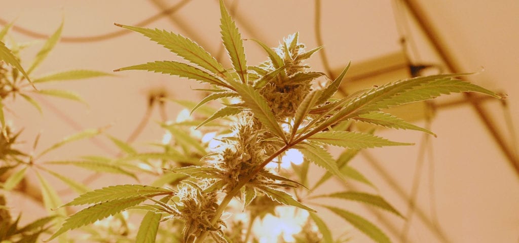 A heavy-laden cannabis plant inside of a licensed cultivation center in Washington state.