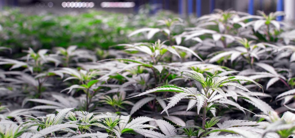 The green canopy of a legal, commercial cannabis grow operation in Washington state.