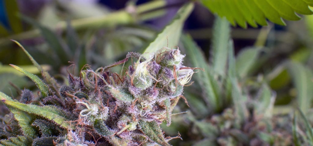 A cannabis plant tilted sideways from the weight of its heavy cola, pictured inside of a licensed cultivation center in Washington.