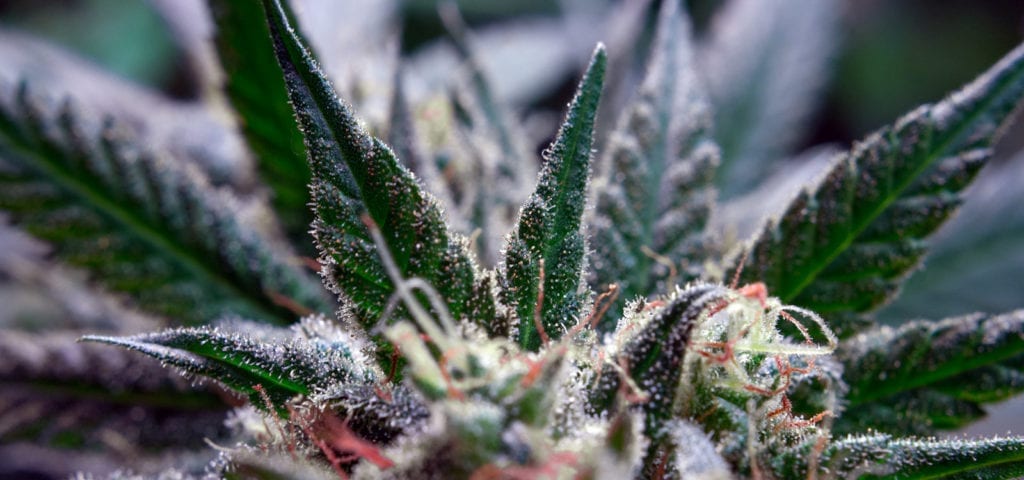 Close-up view of a medical cannabis plant's cola and sugar leaves.