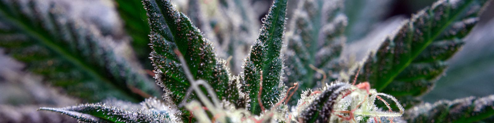 Close-up view of a medical cannabis plant's cola and sugar leaves.