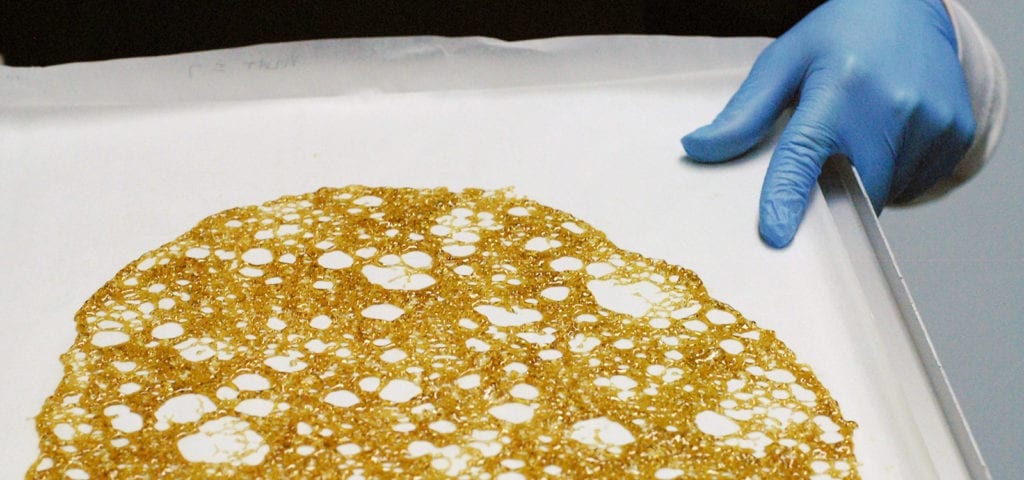 A cannabis worker inspects a fresh batch of concentrate as it cools on a sheet of wax paper.