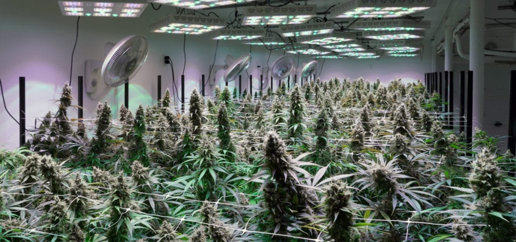 A large, indoor cannabis grow operation.
