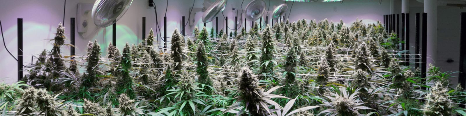 A large, indoor cannabis grow operation.