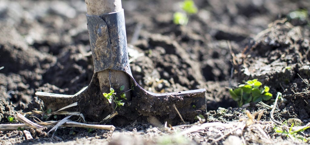 A gardener plunges their spade into fresh, damp soil.