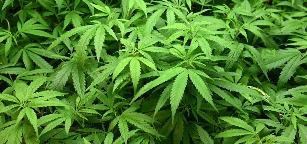 Cannabis foliage inside of a licensed grow operation in Washington state.