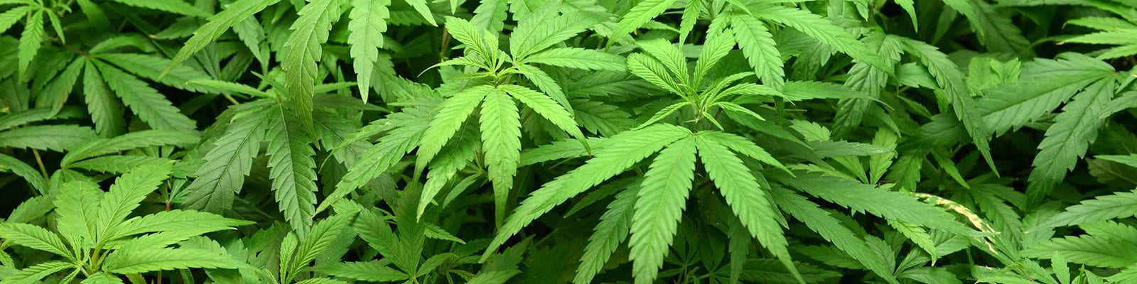 Cannabis foliage inside of a licensed grow operation in Washington state.