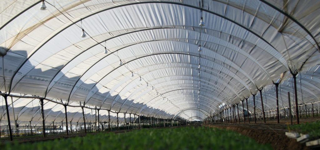 View from the ground inside of a greenhouse built for basic flower production.