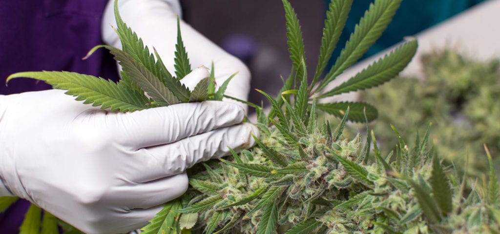 A cannabis worker removes leaves and stems from a cannabis plant by hand.