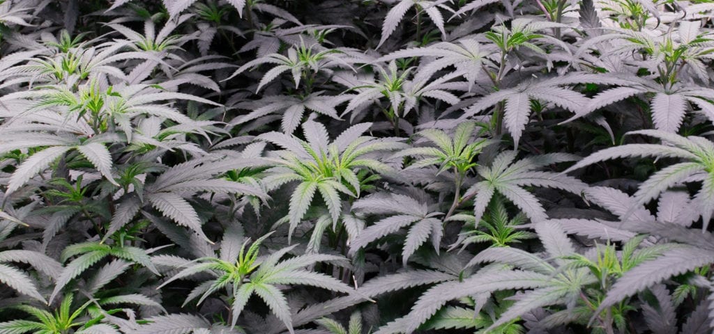 The leafy ceiling of a large, commercial cannabis grow in Washington state.